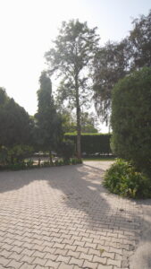 Lawn